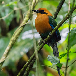 Arenal - Hanging Bridges - Rufous motmot